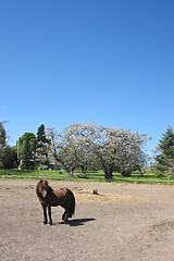 Image showing Horse in the summer