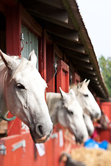 Image showing Horse show in denmark