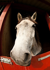 Image showing Horse show in denmark