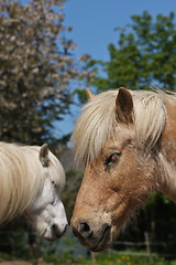 Image showing Horse in the summer