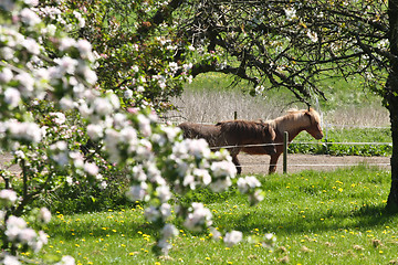 Image showing Horse in the summer