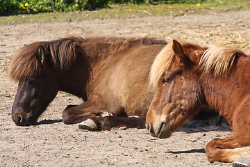 Image showing Horse in the summer