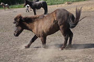 Image showing Horse in the summer