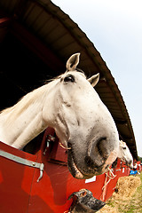 Image showing Horse show in denmark