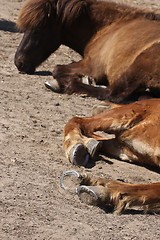 Image showing Horse in the summer