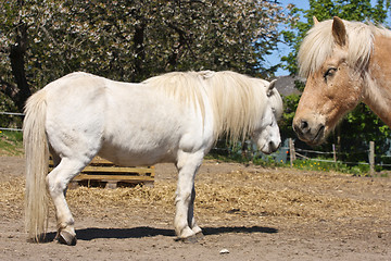 Image showing Horse in the summer