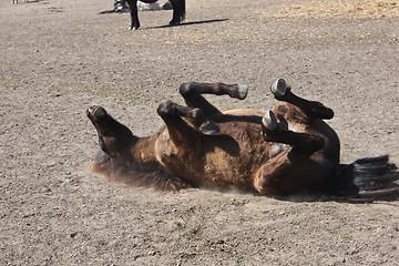 Image showing Horse in the summer