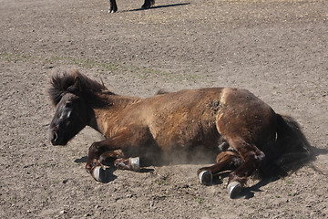 Image showing Horse in the summer