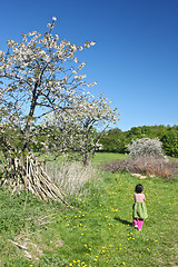 Image showing Horse in the summer