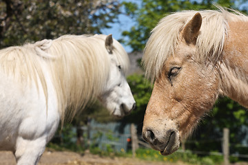 Image showing Horse in the summer