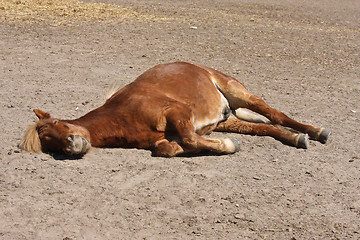 Image showing Horse in the summer