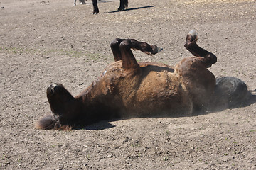 Image showing Horse in the summer