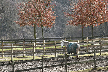 Image showing winter horses denmak