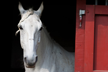 Image showing Horse show in denmark