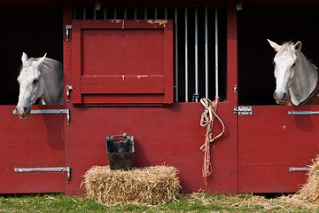 Image showing Horse show in denmark