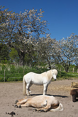 Image showing Horse in the summer