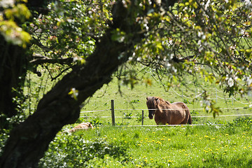 Image showing Horse in the summer