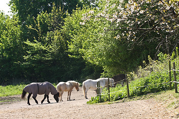 Image showing Horse in the summer