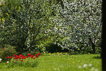 Image showing Spring garden