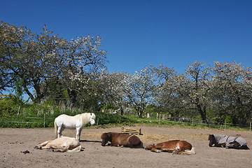 Image showing Horse in the summer