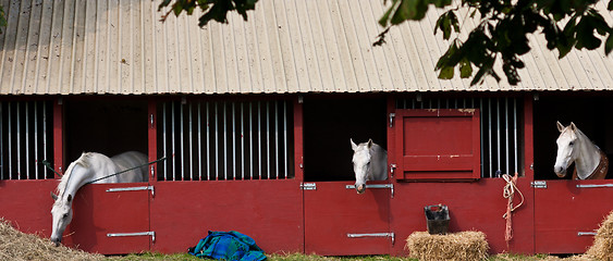 Image showing Horse show in denmark