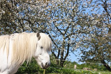 Image showing Horse in the summer