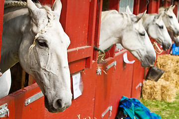 Image showing Horse show in denmark