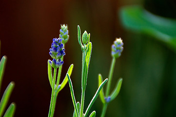 Image showing lavender flowers growing