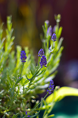 Image showing lavender flowers