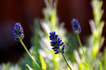 Image showing three lavender flowers