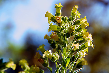 Image showing tobacco flowers in bloom against sky