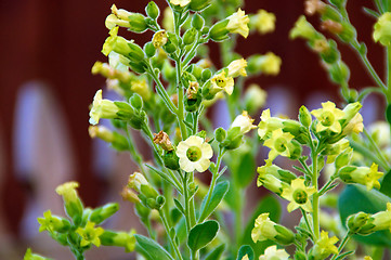 Image showing tobacco flowers in bloom