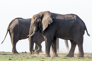 Image showing African Elephant in Chobe National Park