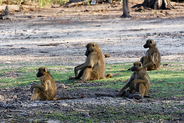 Image showing family of Chacma Baboon