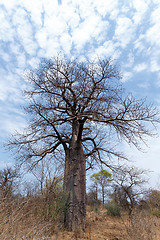 Image showing Lonely old baobab tree