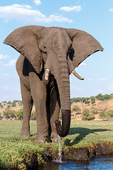 Image showing African Elephant in Chobe National Park