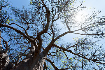 Image showing majestic baobab tree