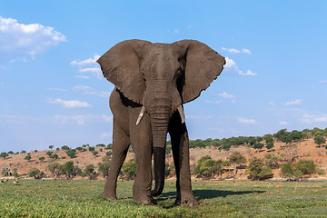 Image showing African Elephant in Chobe National Park