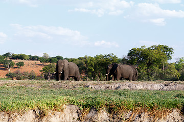 Image showing African Elephant in Chobe National Park