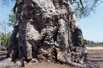 Image showing majestic baobab tree