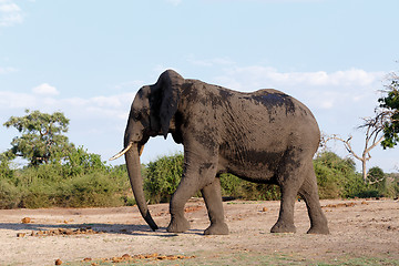 Image showing African Elephant in Chobe National Park