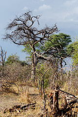 Image showing African landscape