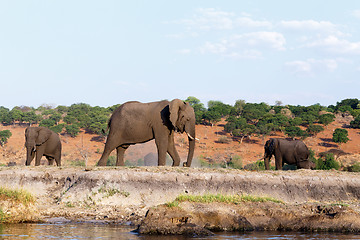 Image showing African Elephant in Chobe National Park