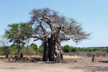 Image showing majestic baobab tree