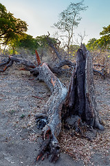 Image showing dead tree in African landscape