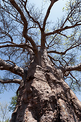 Image showing majestic baobab tree