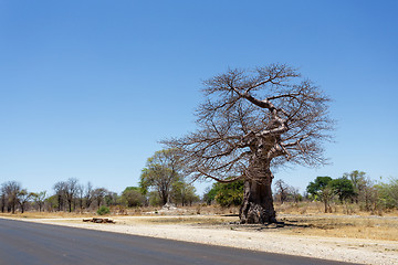 Image showing majestic baobab tree