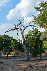 Image showing African landscape