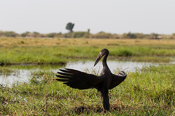 Image showing African Openbill with wings spread to the evening sun