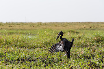 Image showing African Openbill with wings spread to the evening sun